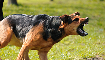 Animal Attacks